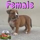 American Bully Pockets