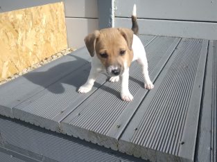 Small Jack Russell