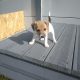 Small Jack Russell