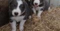 Collie Pups – Grey + White – Male