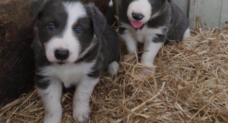 Collie Pups – Grey + White – Male