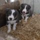 Collie Pups – Grey + White – Male