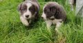 Collie Pups – Grey + White – Male