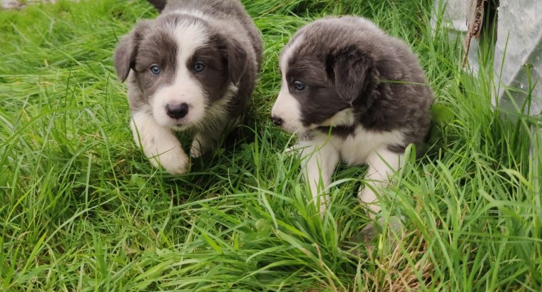 Collie Pups – Grey + White – Male