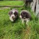 Collie Pups – Grey + White – Male