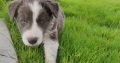 Collie Pups – Grey + White – Male