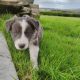 Collie Pups – Grey + White – Male