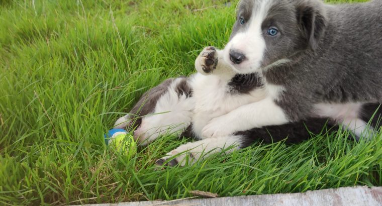 Collie Pups – Grey + White – Male