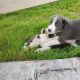 Collie Pups – Grey + White – Male