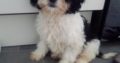 Cavachon Puppy