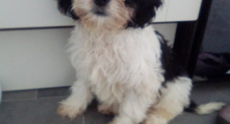 Cavachon Puppy