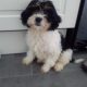 Cavachon Puppy