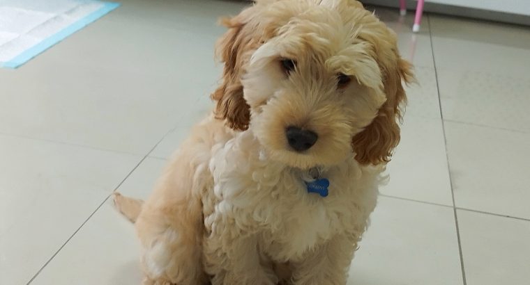 Cockapoo puppy