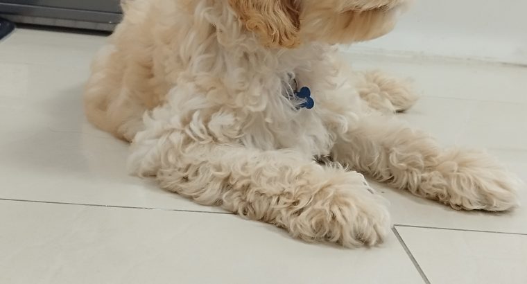 Cockapoo puppy