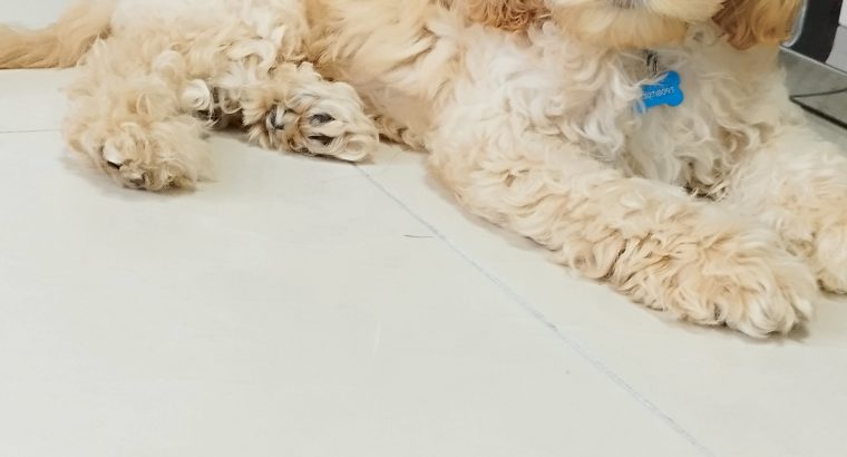 Cockapoo puppy