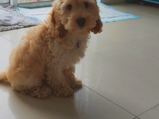 Cockapoo puppy