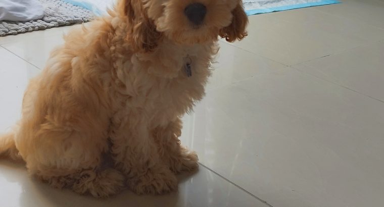 Cockapoo puppy