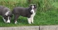 Collie Pups – Grey + White – Male