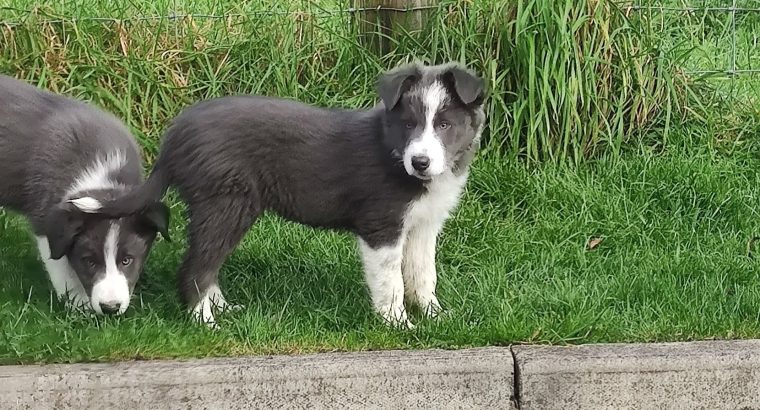 Collie Pups – Grey + White – Male