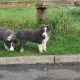 Collie Pups – Grey + White – Male