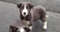 Collie Pups – Grey + White – Male