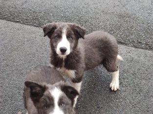 Collie Pups – Grey + White – Male