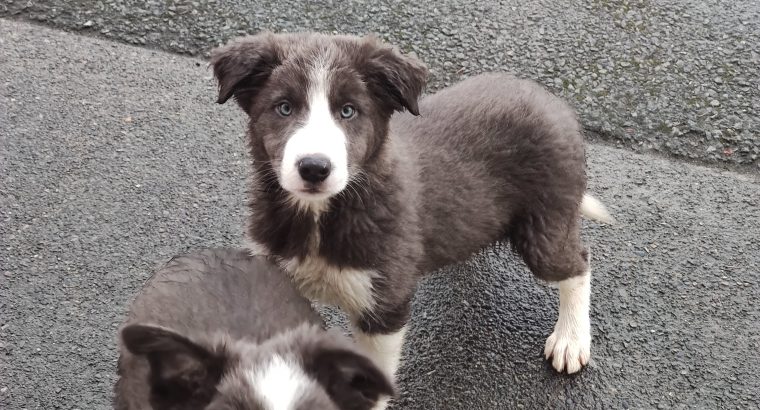 Collie Pups – Grey + White – Male