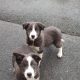 Collie Pups – Grey + White – Male