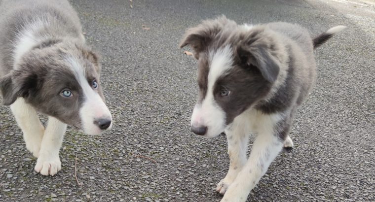 Collie Pups – Grey + White – Male