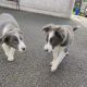 Collie Pups – Grey + White – Male