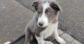 Collie Pups – Grey + White – Male