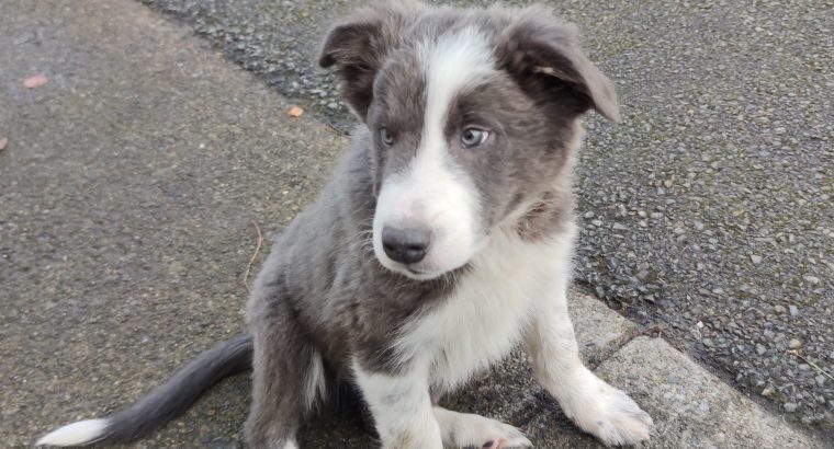 Collie Pups – Grey + White – Male