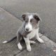 Collie Pups – Grey + White – Male