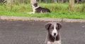 Collie Pups – Grey + White – Male