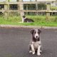 Collie Pups – Grey + White – Male