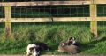 Collie Pups – Grey + White – Male