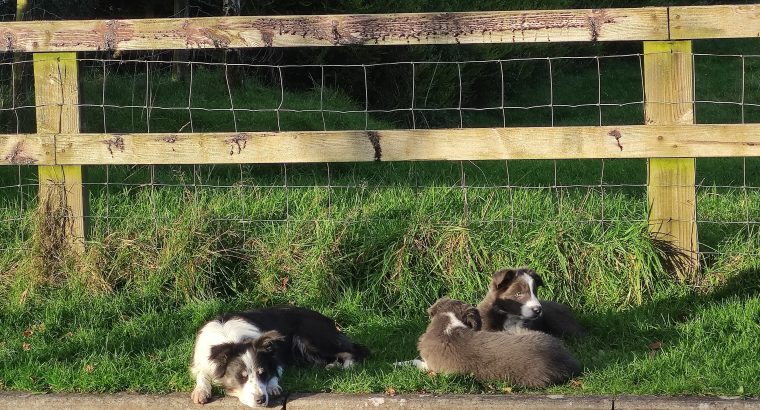 Collie Pups – Grey + White – Male