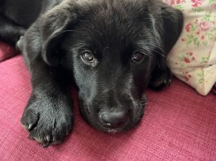 Labrakita puppies (Akita X Labrador)