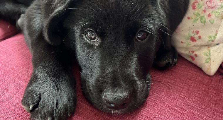 Labrakita puppies (Akita X Labrador)