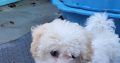 Cavachon Puppy