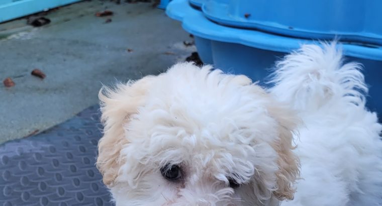 Cavachon Puppy