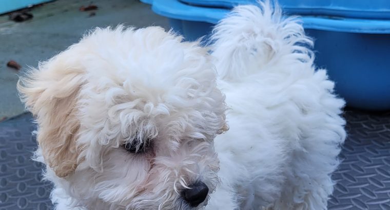 Cavachon Puppy