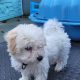 Cavachon Puppy