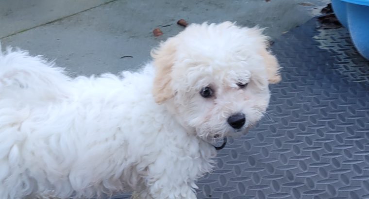 Cavachon Puppy