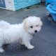 Cavachon Puppy