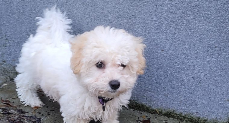 Cavachon Puppy