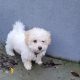 Cavachon Puppy