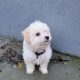 Cavachon Puppy