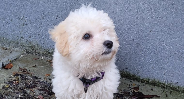 Cavachon Puppy