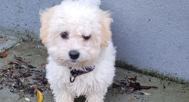 Cavachon Puppy